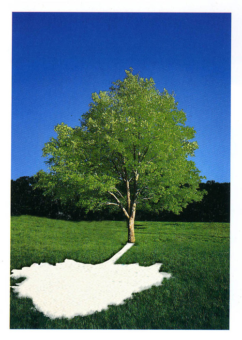 albero2-ombra.jpg